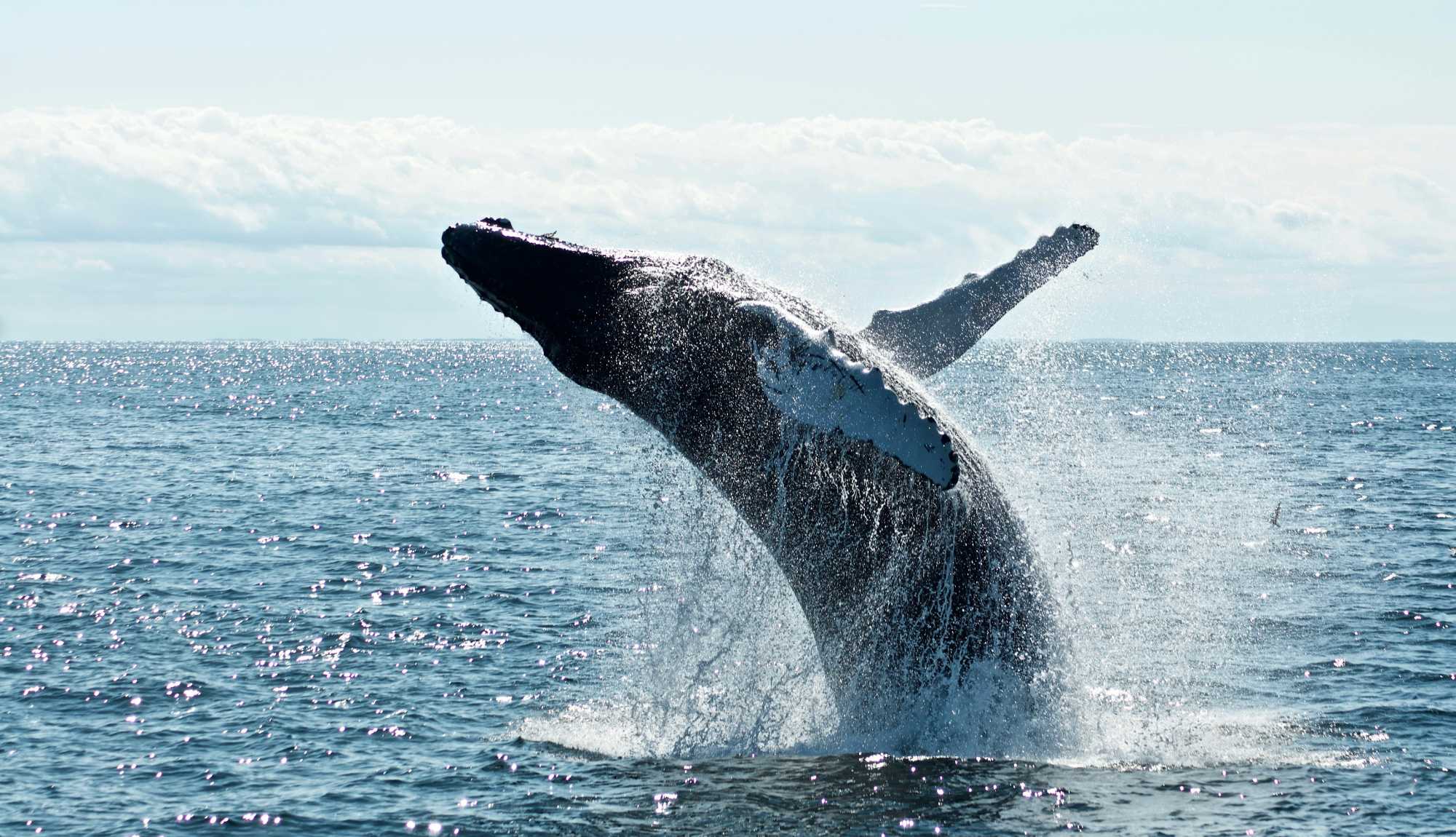 Boston - Whale Watching Tours