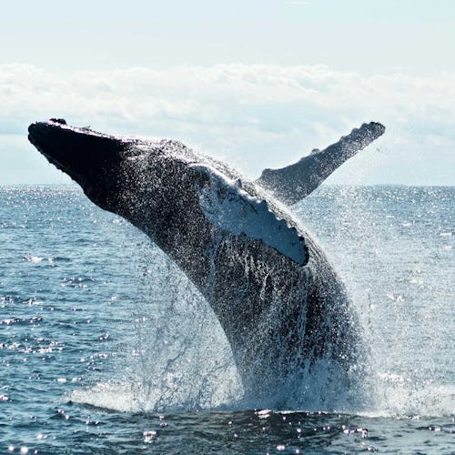 Boston - Whale Watching Tours