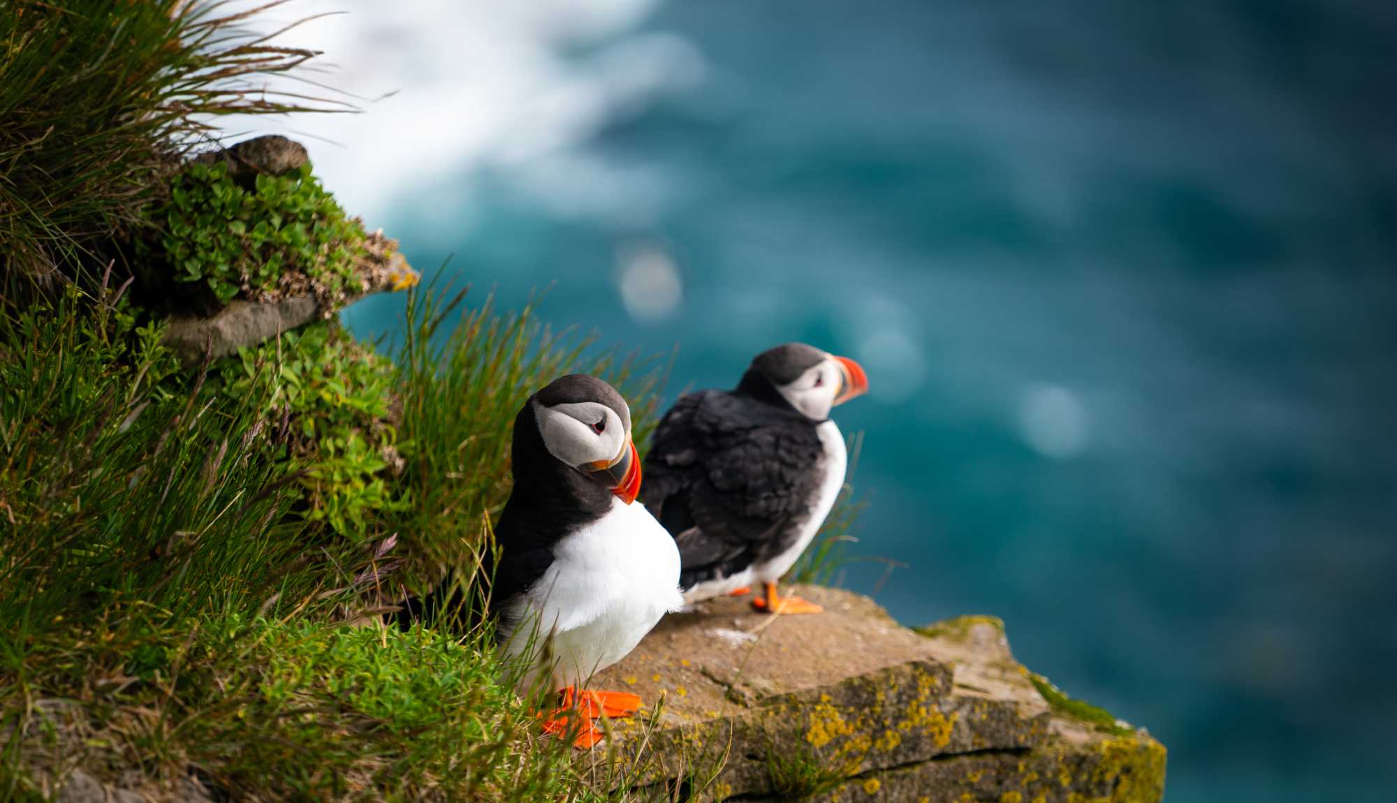 Faroe Islands - Wild Atlantic Puffin