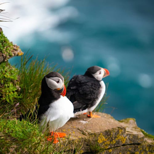 Faroe Islands - Wild Atlantic Puffin