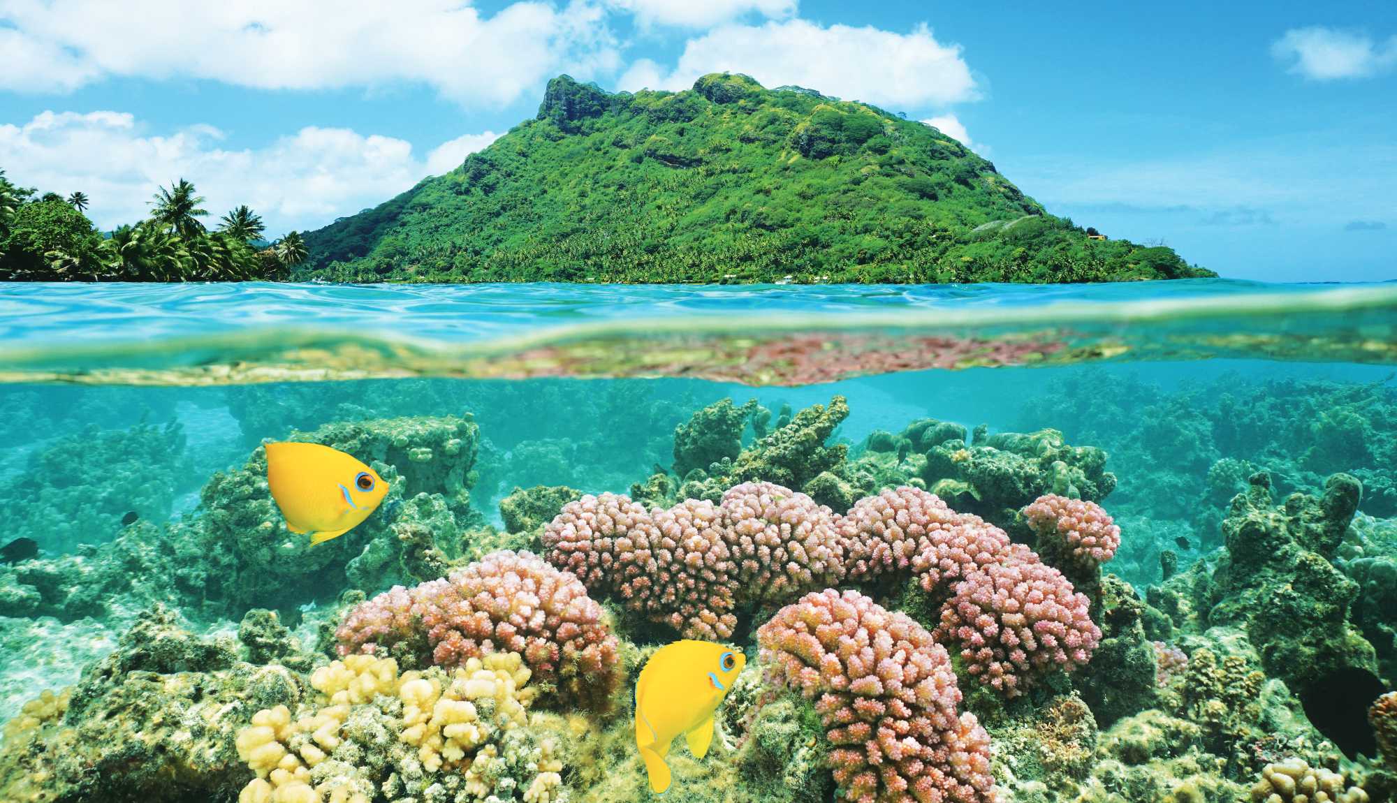 Tahiti, French Polynesia - Bora Bora Underwater Fish