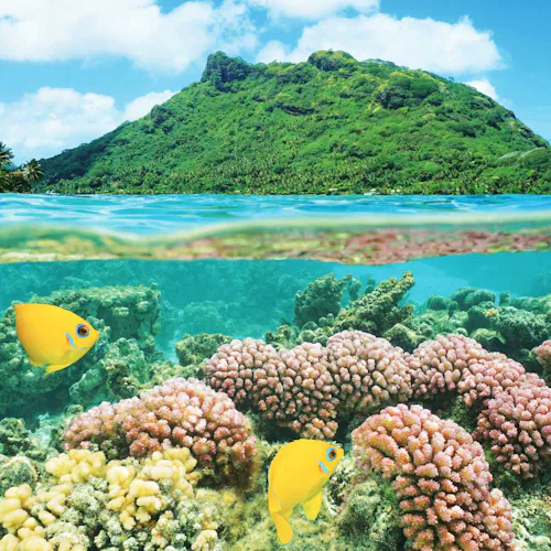 Tahiti, French Polynesia - Bora Bora Underwater Fish