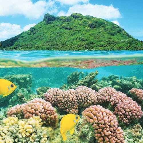 Tahiti, French Polynesia - Bora Bora Underwater Fish