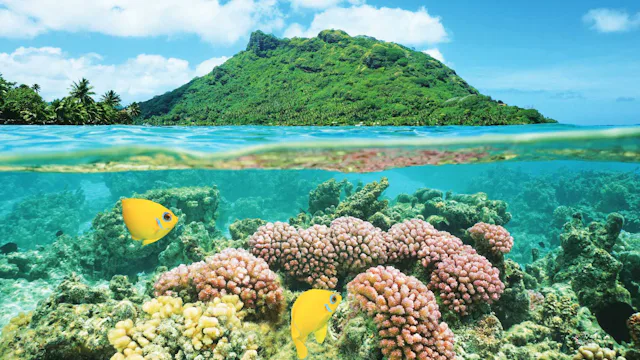 Tahiti, French Polynesia - Bora Bora Underwater Fish