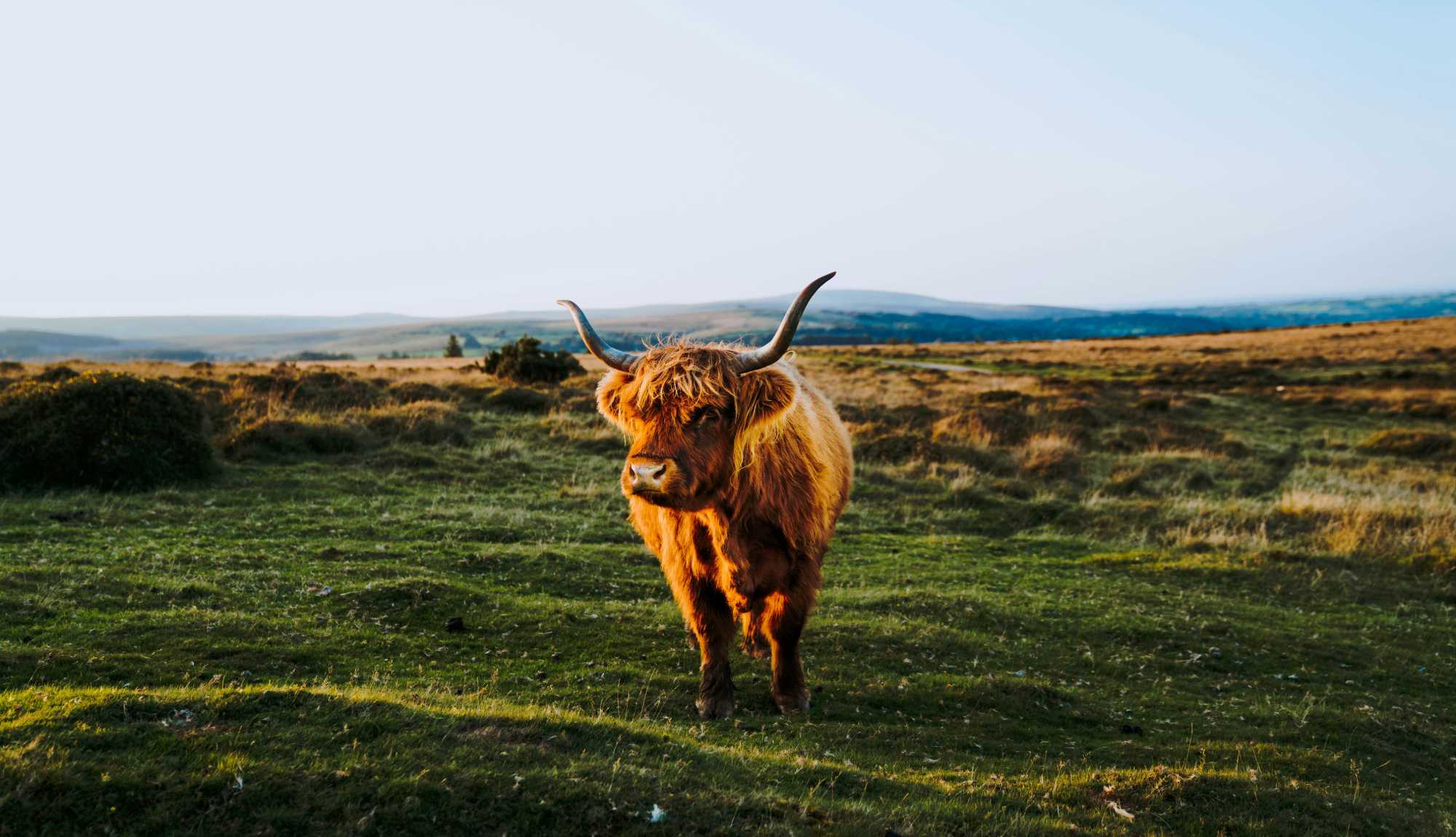 Scotland - Highland Cow