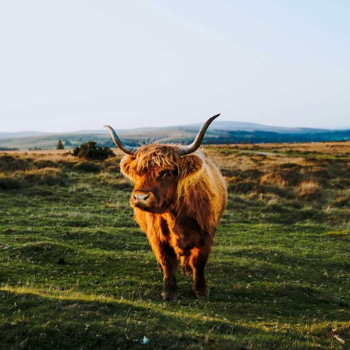 Scotland - Highland Cow