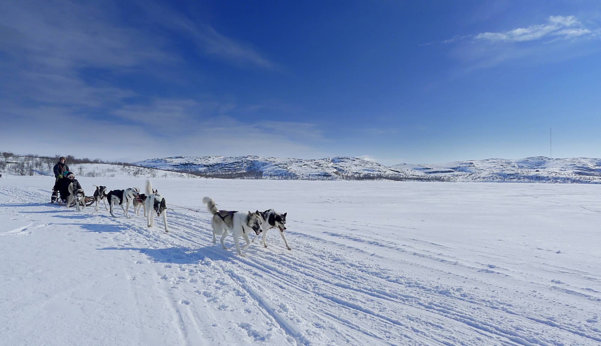 Hurtigruten Northern Lights Cruises - Dog sledging in Kirkenes, Norway