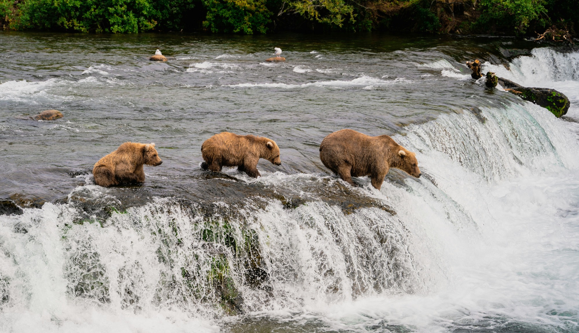 Alaska bears
