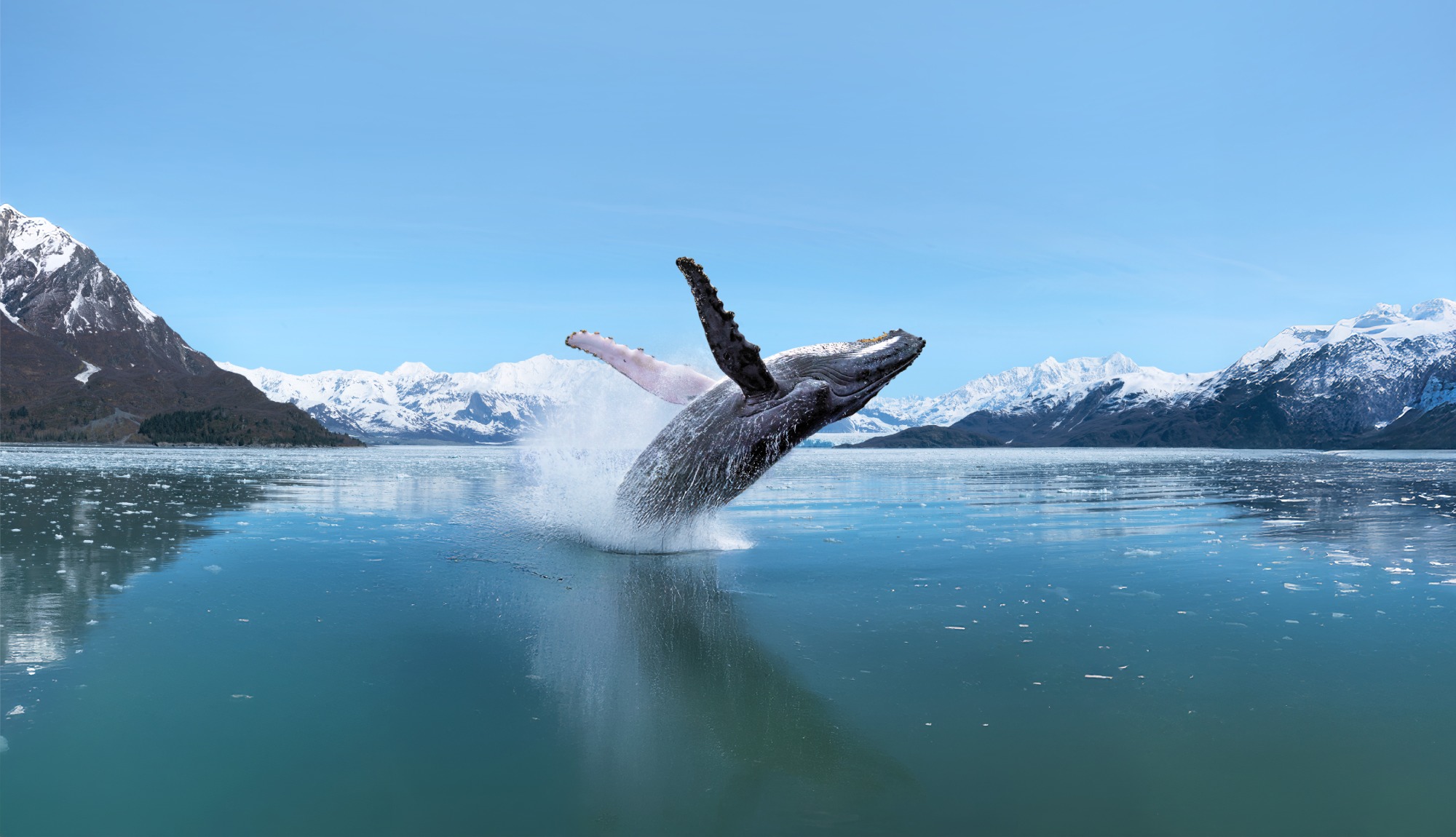 Alaska Whale Galcier