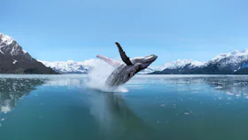 Alaska Whale Galcier