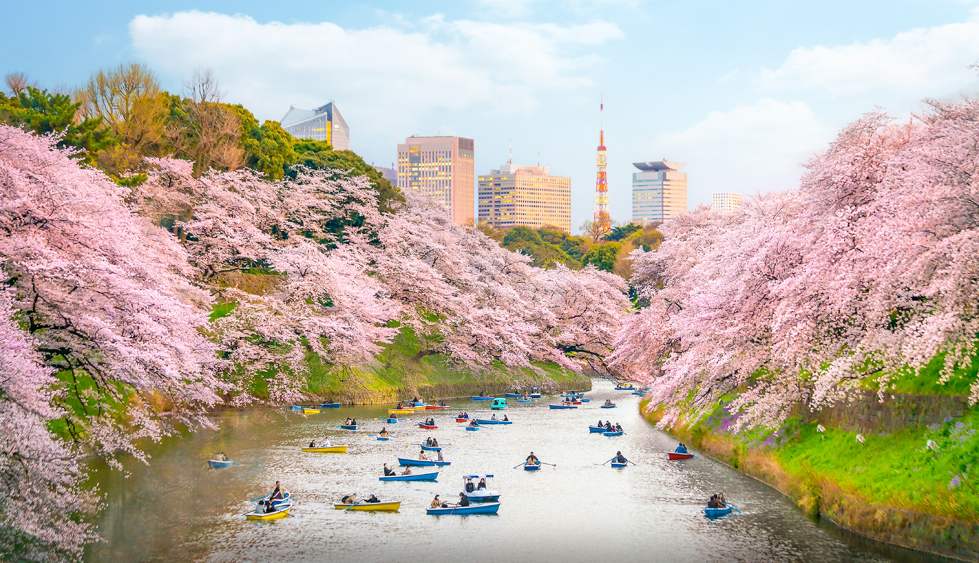 Tokyo Stay with All-Inc Japan Explorer Cruise at Cherry Blossom Season