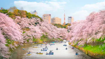 Tokyo Stay with All-Inc Japan Explorer Cruise at Cherry Blossom Season