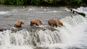 Alaska bears