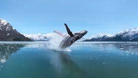 Alaska Whale Galcier