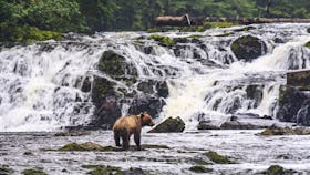 Alaska Inside Passage - Oceania bear
