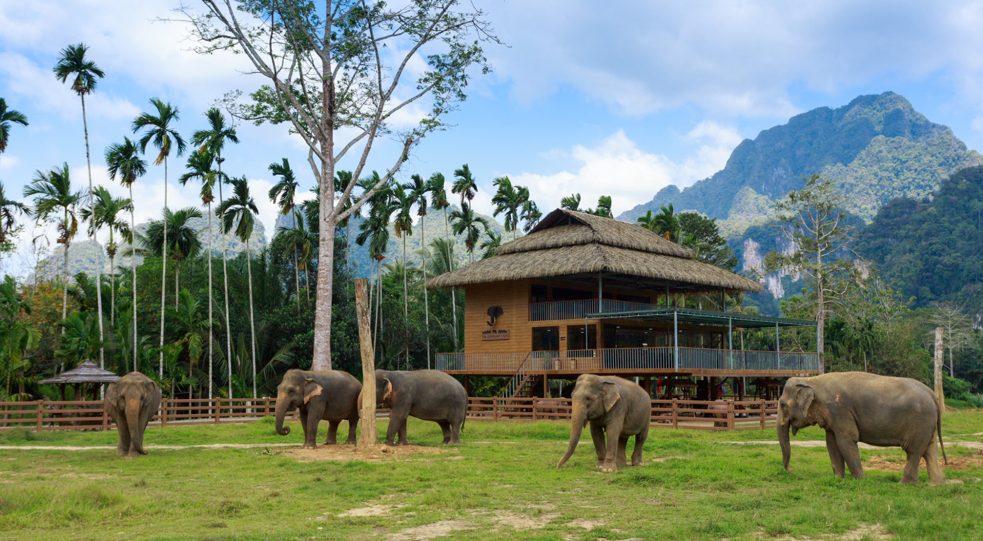 Ethical Elephant Experience at Elephant Hills Luxury Tented Camp Khao Sok National Park Thailand - no Elephant Riding or Trekking