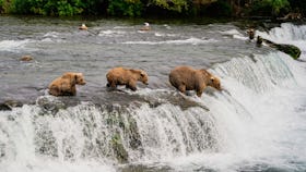 Alaska bears