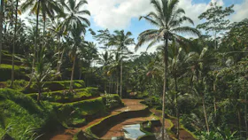 Bali Rice Fields